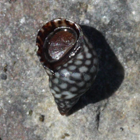 Echinolittorina meleagris (Littorine)