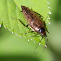 Ectobius_lapponicus (Ectobius lapponicus)