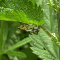 Eurrhypara_hortulata (Anania hortulata)