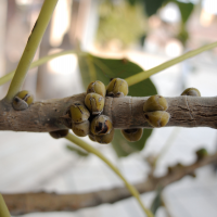 ficus_religiosa2md