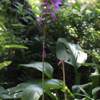 Hosta rectiifolia (Hosta)