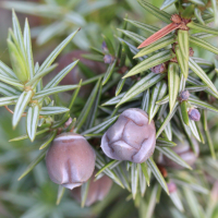 juniperus_oxycedrus_macrocarpa4md