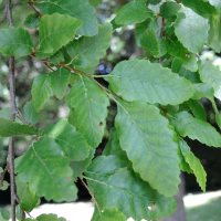 nothofagus_obliqua2md