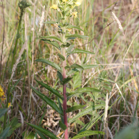 oenothera_subterminalis1md