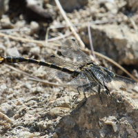 onychogomphus_forcipatus4bd