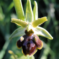 ophrys_sphegodes2md