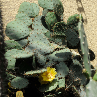 Opuntia phaeacantha (Cactus, figuier de Barbarie)