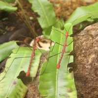 Oreophoetes peruana (Phasme du Pérou)