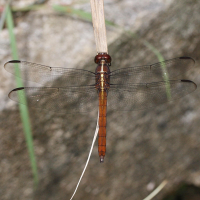 orthemis_macrostigma5md