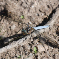 orthetrum_coerulescens5bd