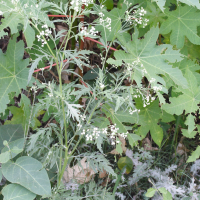 Parthenium hysterophorus (Camomille, Herbe blanche)