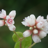 persicaria_chinensis3md