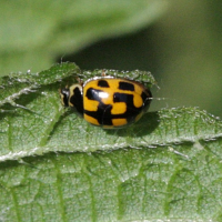 propylea_quatuordecimpunctata4bd