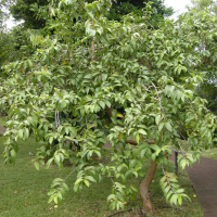 psidium_guajava4md