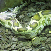 python_molurus2md