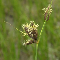 scirpus_maritimus2md (Bolboschoenus maritimus)