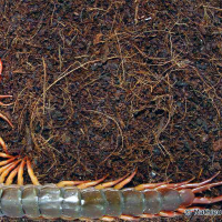 scolopendra_subspinipes3ml