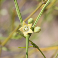 Secamone_sparsiflora (Secamone sparsiflora)