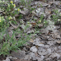 Silene vulgaris ssp. humilis (Silène humble)