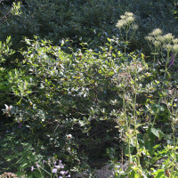 Sorbus chamaespilus (Alisier nain)