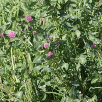 Trifolium pratense (Trèfle violet)