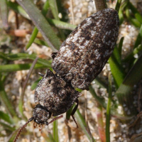 agripnus_murinus (Agrypnus murinus)