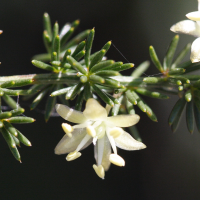 asparagus_acutifolius4md (Asparagus acutifolius)