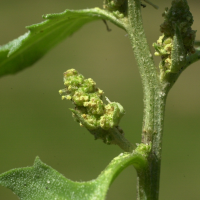 atriplex_prostrata_prostrata6md (Atriplex prostrata)