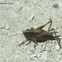 bicolorana_bicolor1md (Bicolorana bicolor)