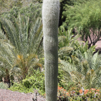 cephalocereus_senilis3md (Cephalocereus senilis)