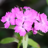 dianthus_barbatus2md (Dianthus barbatus)