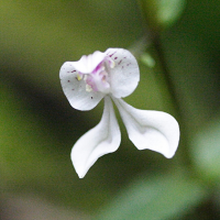 disperis_oppositifolia2md (Disperis oppositifolia)