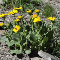 doronicum_grandiflorum6bd (Doronicum grandiflorum)