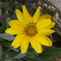 gazania_rigens2md