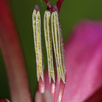 gladiolus_communis3bd