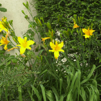 hemerocallis_fulva1bd