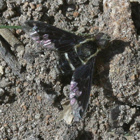 Hemipenthes maura (Anthrax africain)