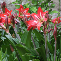 Hippeastrum puniceum (Hippeastrum, Amaryllis)