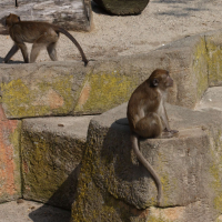 macaca_fascicularis2sd