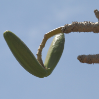 pachypodium_geayi2bd