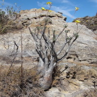 Pachypodium rosulatum (Pachypodium)
