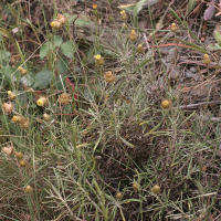 Phagnalon saxatile (Phagnalon des rochers)