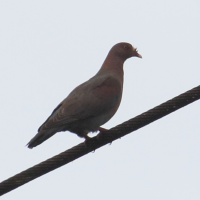 Patagioenas flavirostris (Pigeon à bec rouge)