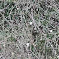 Pycnocomon rutifolium (Scabieuse à feuilles de rue)