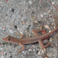 anolis_polylepis2md