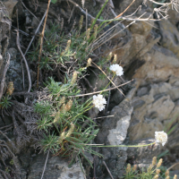 Armeria ruscinonensis (Armérie du Roussillon)