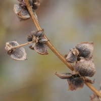 atriplex_prostrata_prostrata4md (Atriplex prostrata)