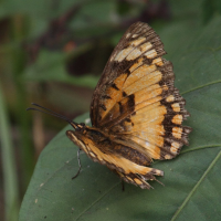 byblia_anvatara_anvatara2bd (Byblia anvatara ssp. anvatara)