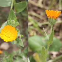 calendula_arvensis2md (Calendula arvensis)