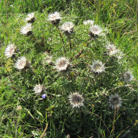 carlina_acaulis_caulescens3mv (Carlina acaulis)